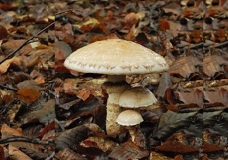 Clicca per aprire la scheda Cappello